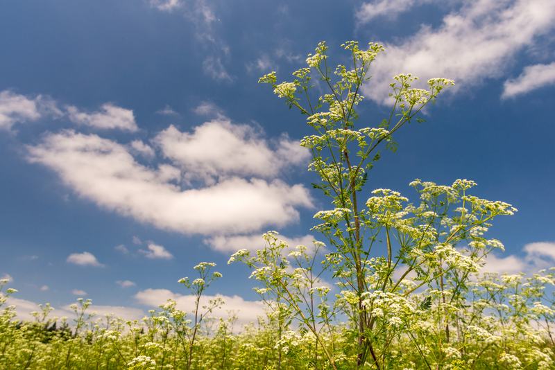Powell Butte Nature Park, Portland